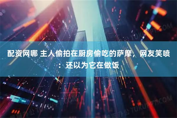 配资网哪 主人偷拍在厨房偷吃的萨摩，网友笑喷：还以为它在做饭